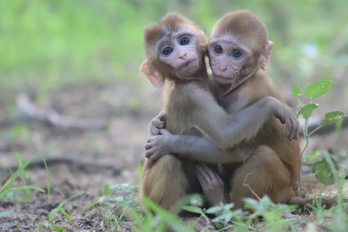 Foto Monyet Berdua Yang Menunjukkan Persahabatan