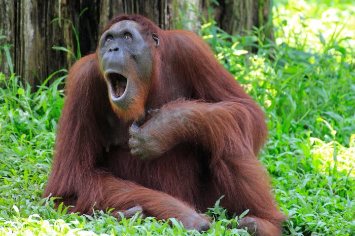 Monkey funny orang utan