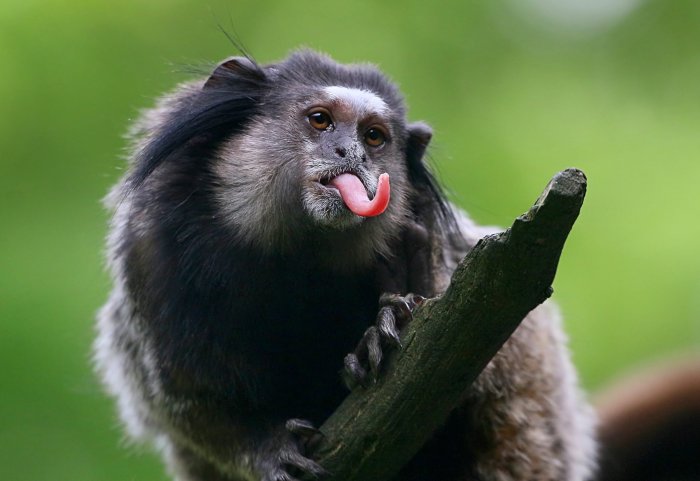 Macaque crested monkeys strike monkeying primates tongue sticking rests sabah borneo