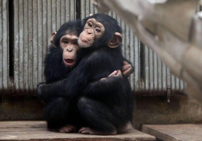 Hugging monkeys stock macaque japanese cubs winter season monkey