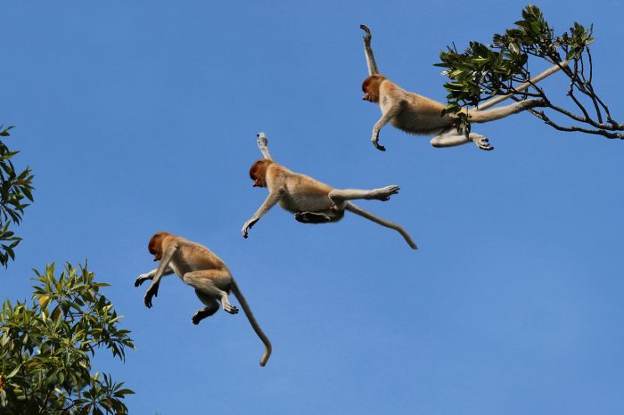 Foto Monyet Berdua Sedang Bermain Di Pohon