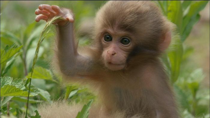 Monkey squirrel monkeys saimiri sciureus flying britannica ellis gerry primate