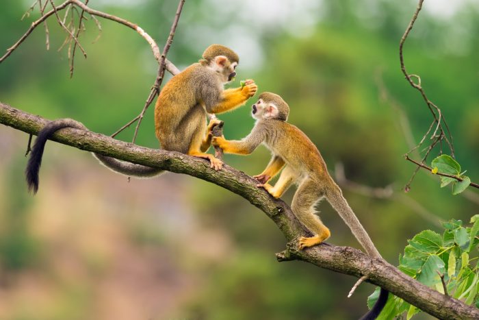 Foto Monyet Berdua Di Habitat Aslinya Yang Menakjubkan